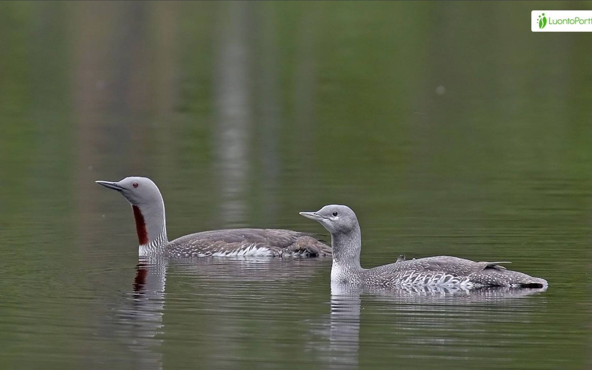 Red-throated Loon Ad and Juv ©Jari Peltomäki / Luontoportti.com.  Request permission for reuse https://luontoportti.com/en/f?language=en&url=%2Fprivacypolicy%23general